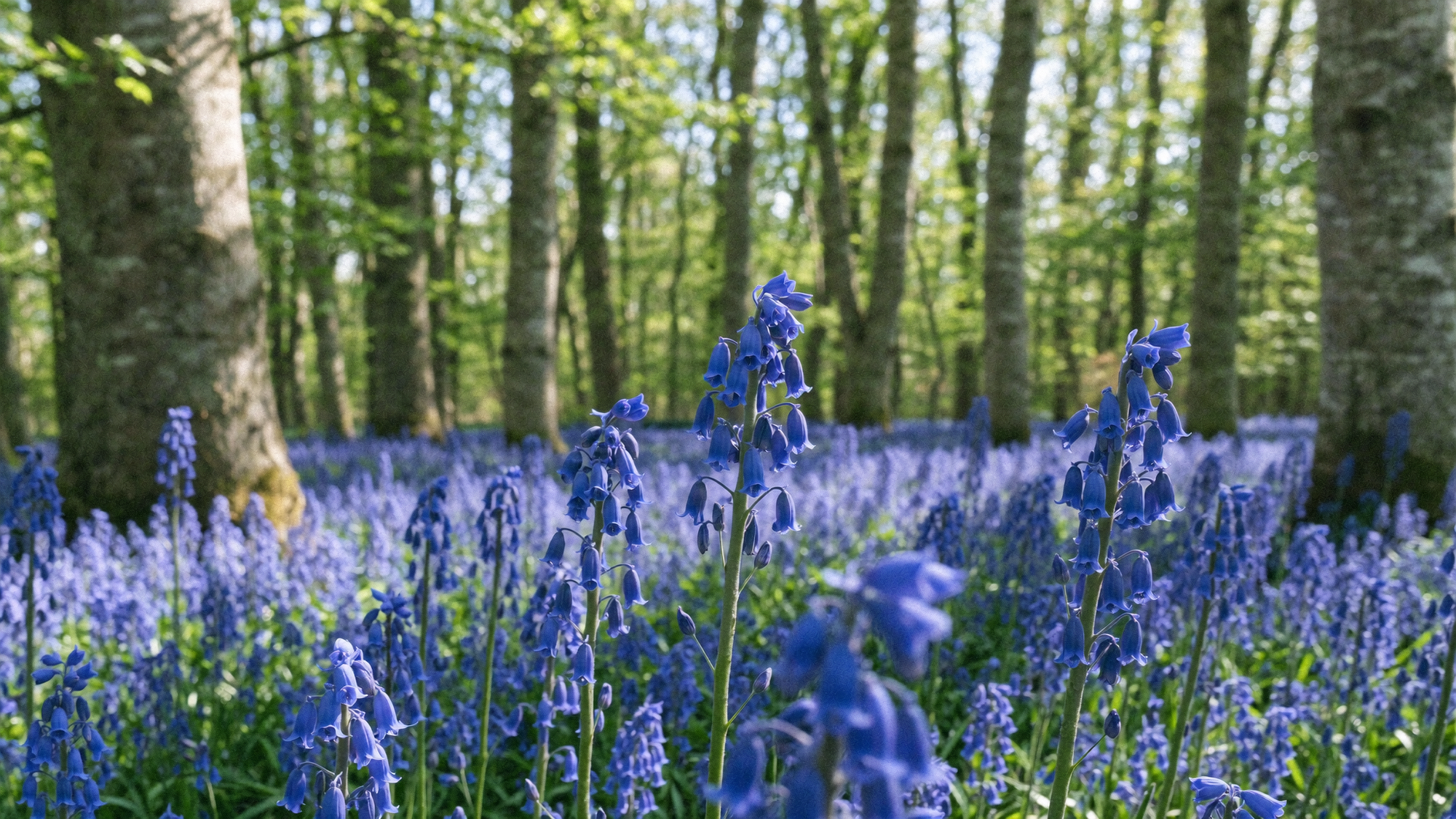 Bluebell bulbs