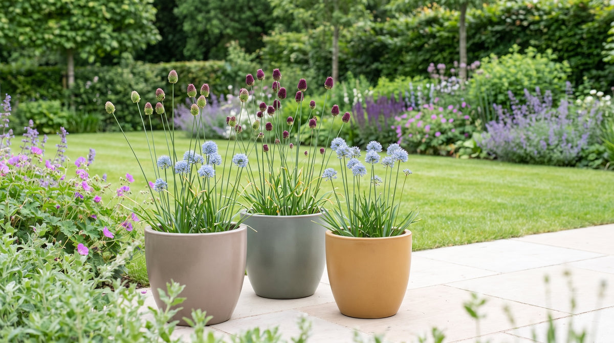 Allium in vaso