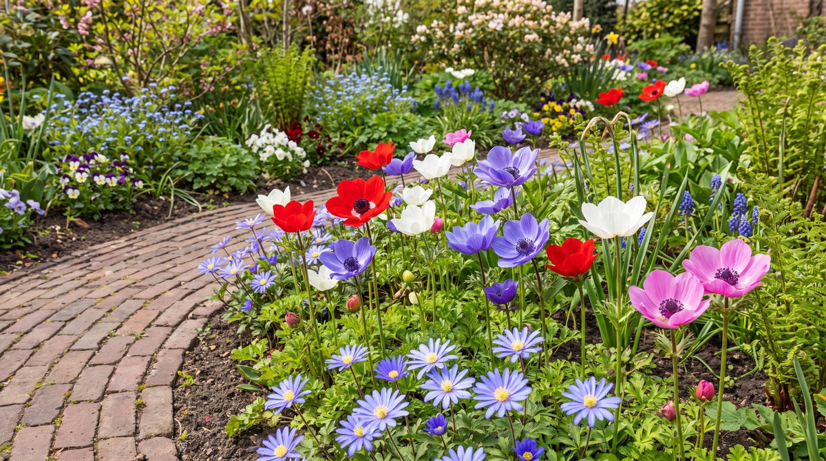 Anemone bulbs