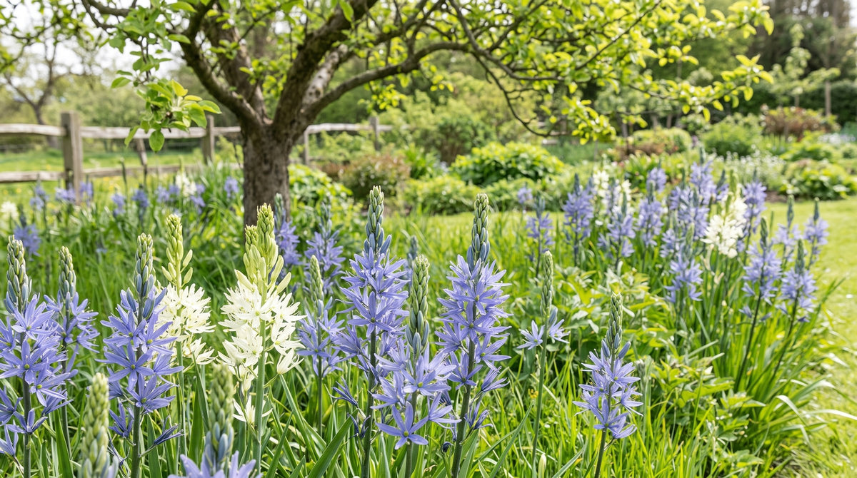 Camassia bulbs