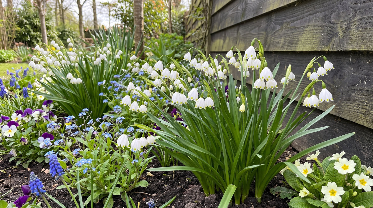 Leucojum bulbs