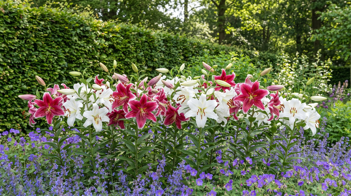 Lilies