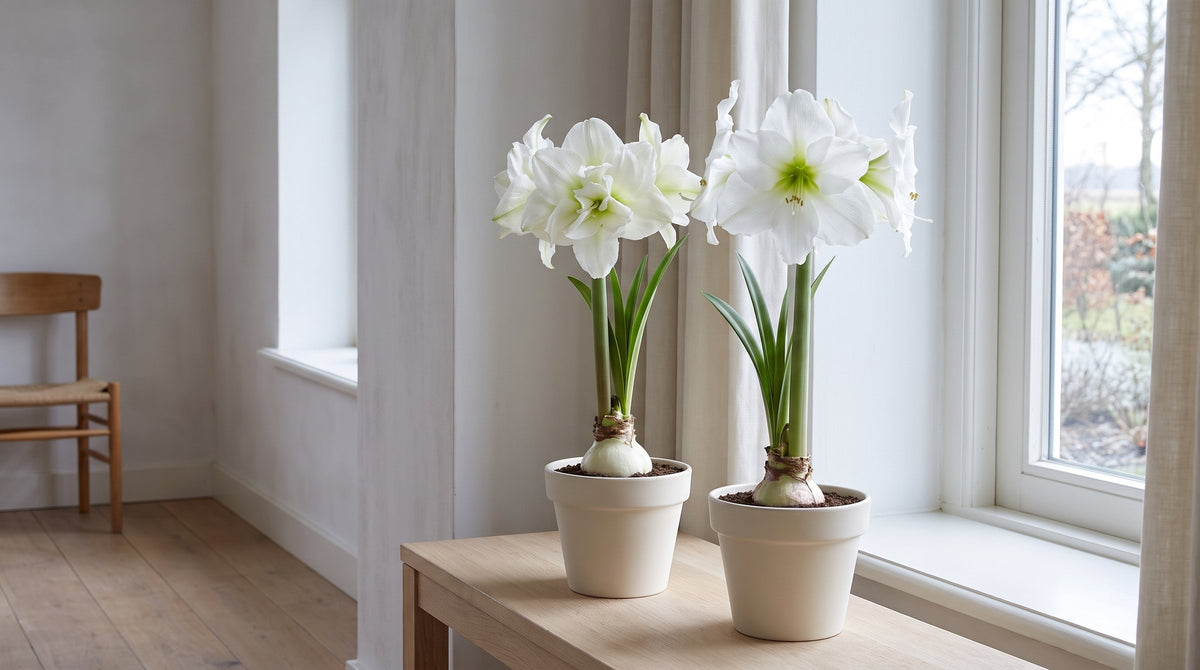 Vit amaryllis