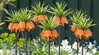 Fritillaria