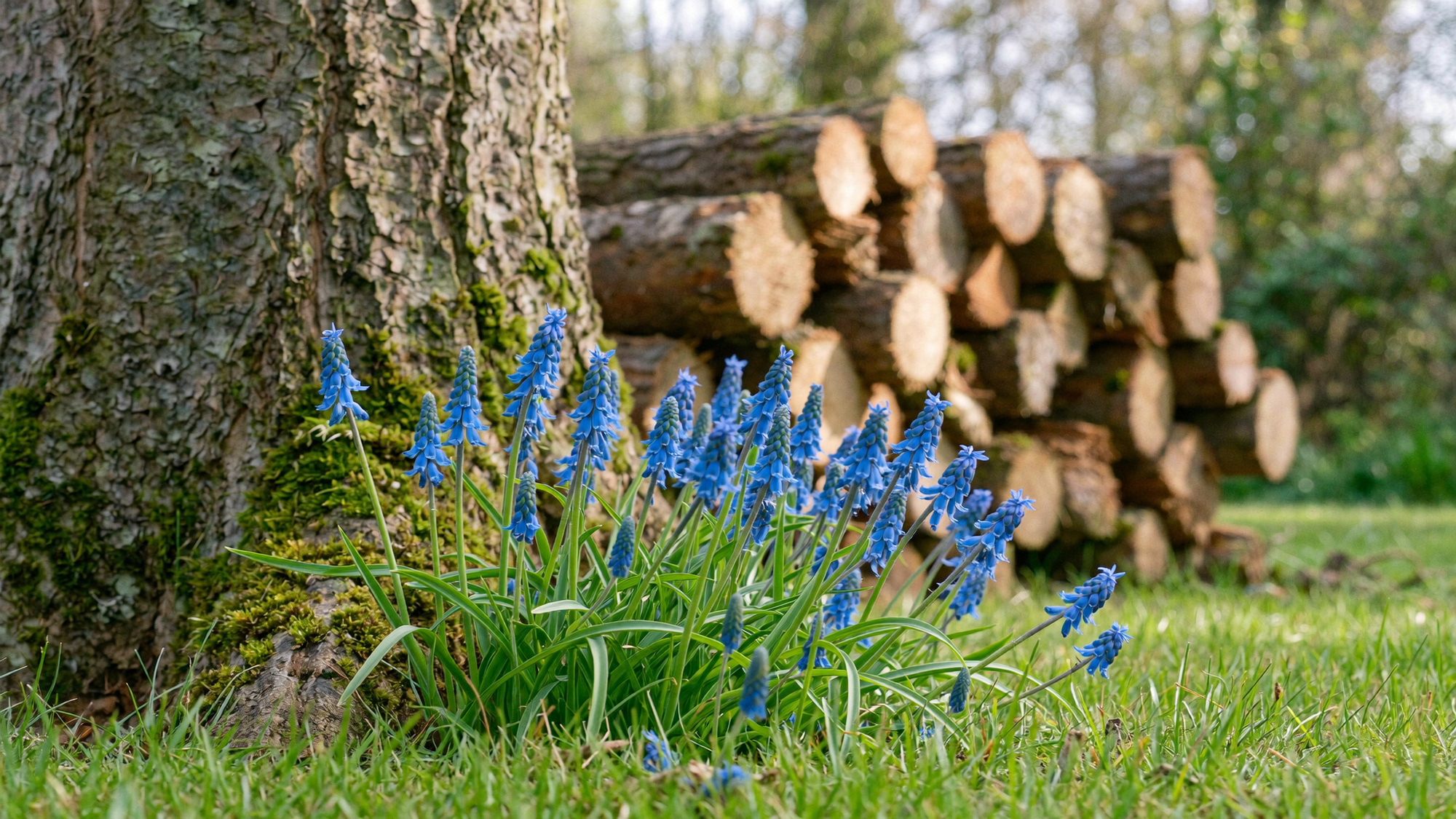 Scilla bulbs