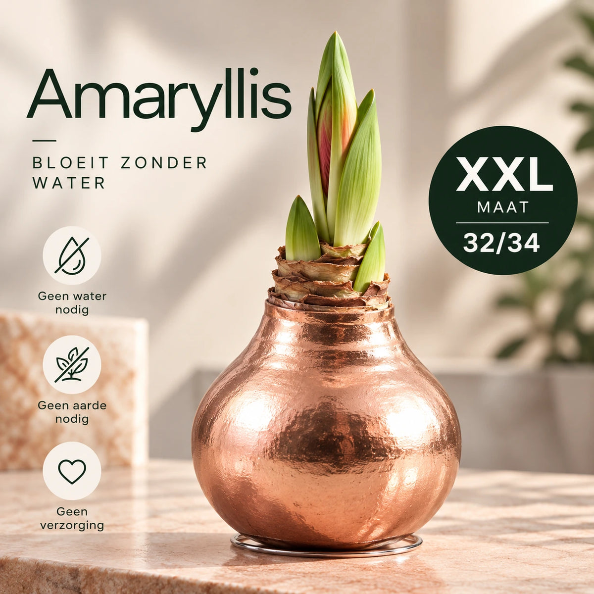 Amaryllis Copper Wax