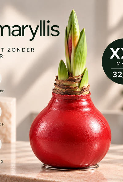 Amaryllis Red Wax