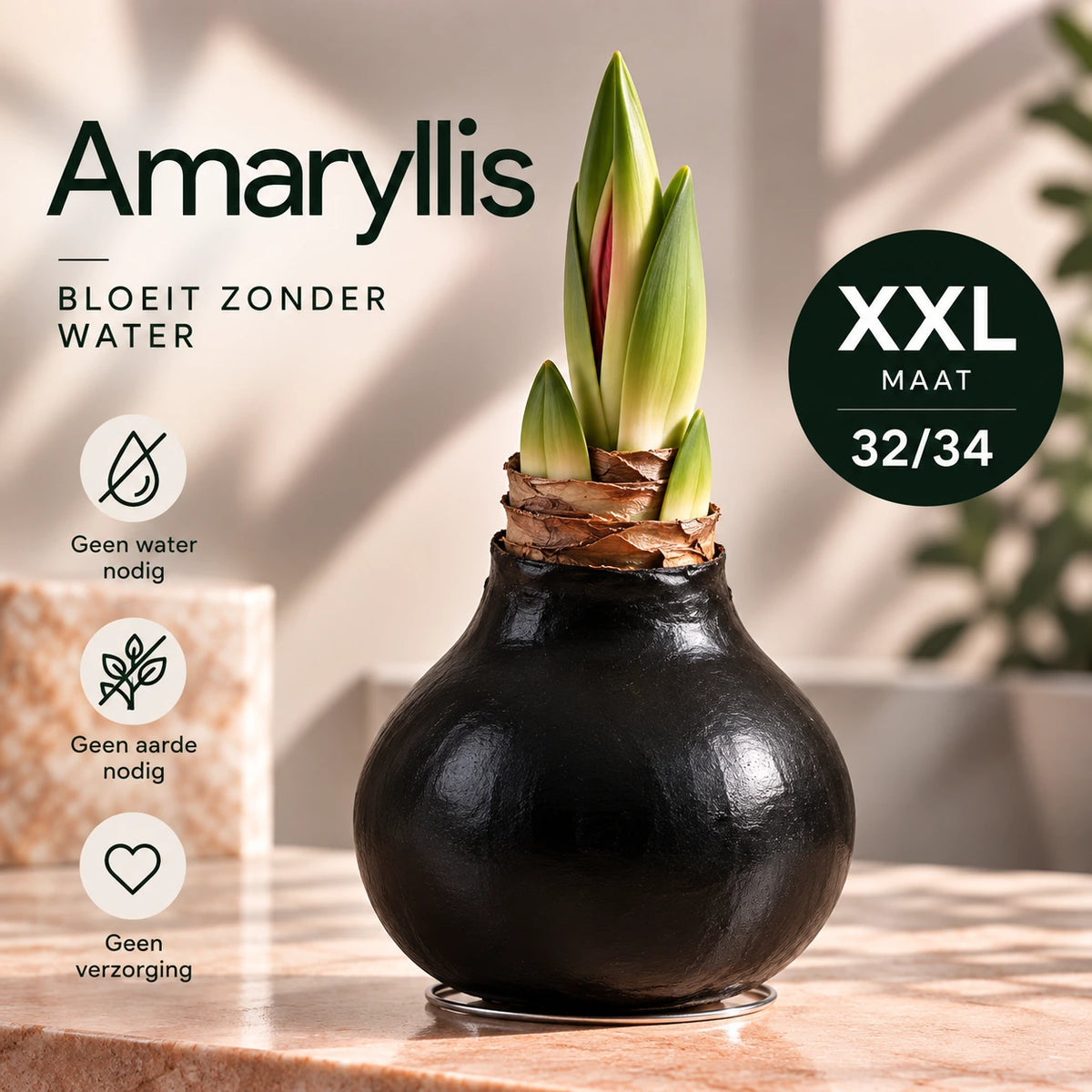 Hippeastrum Black Wax