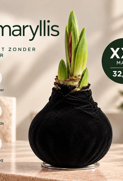 Amaryllis Black Velvet Wax