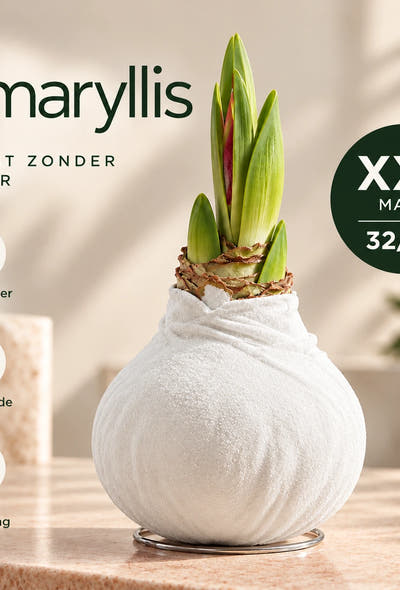 Amaryllis White Velvet Wax