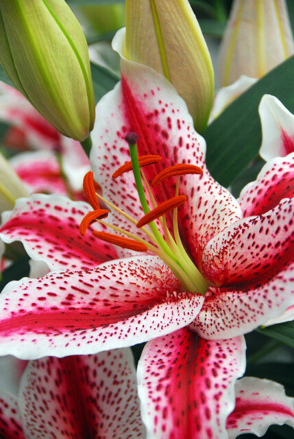 Lilium Tigerwoods