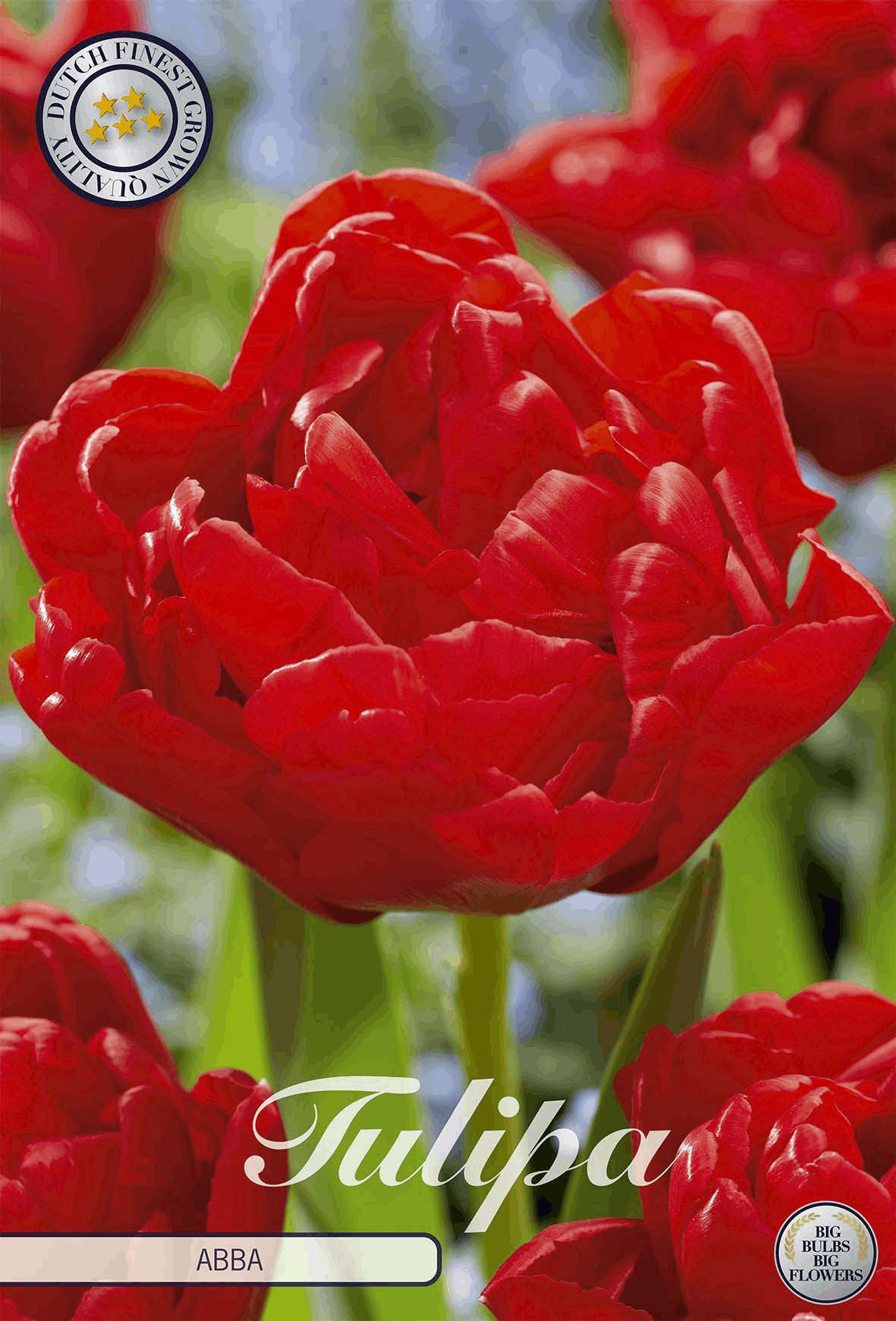 Tulip bulbs