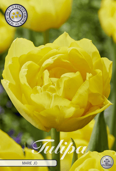 Tulipa Marie Jo