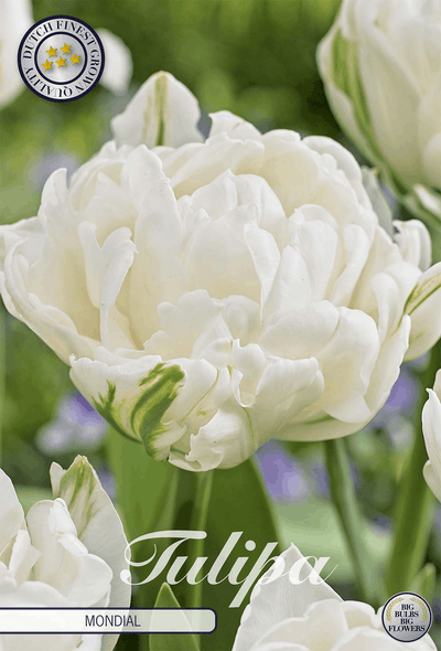 Tulipa Mondial