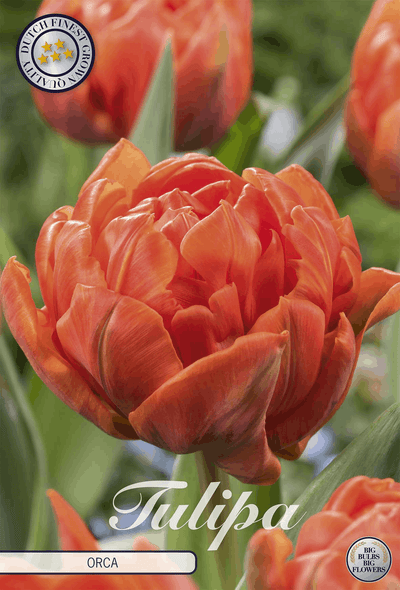 Tulipa Orca