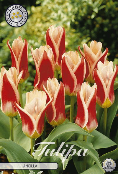 Tulipa Ancilla