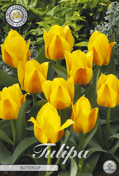 Tulipa Buttercup