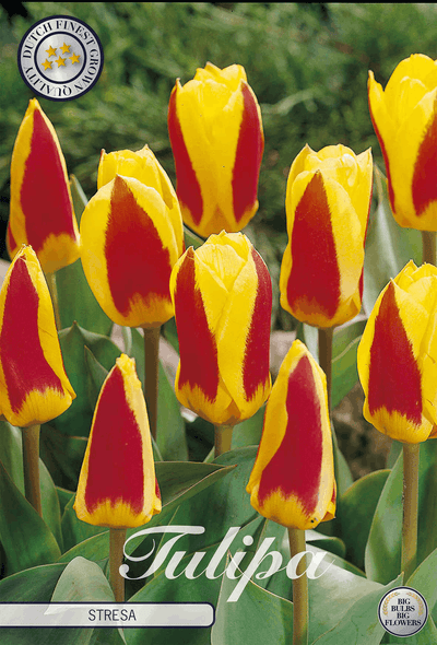 Tulipa Stresa