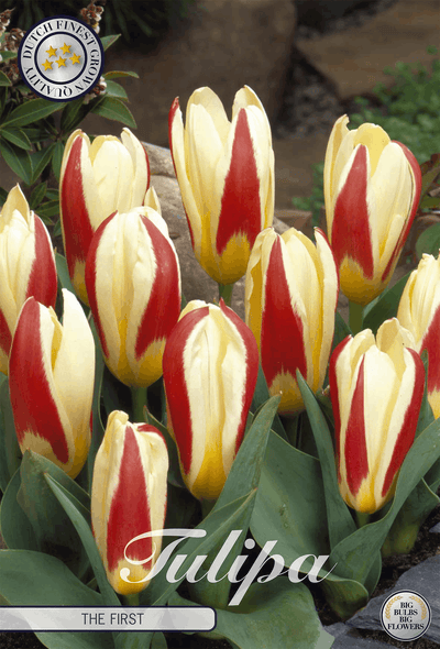 Tulipa The First