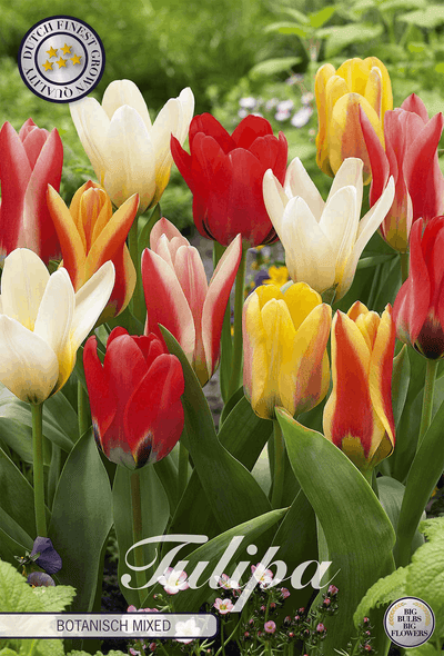 Tulipa Botanisch Mixed