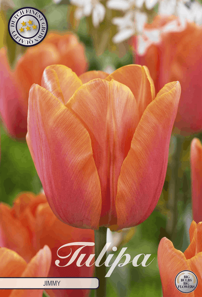 Tulipa Jimmy