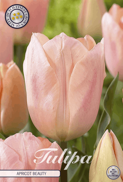 Tulipa Apricot Beauty