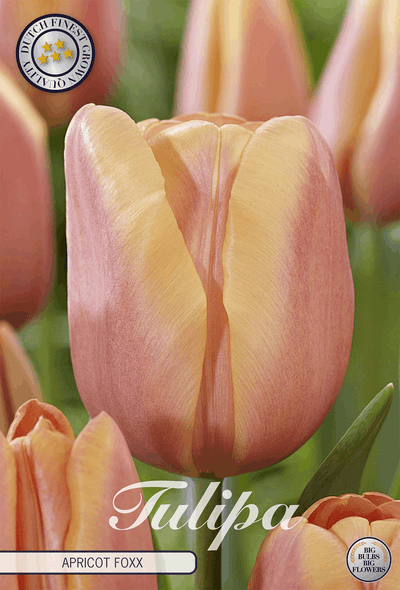 Tulipa Apricot Foxx