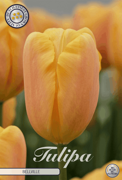 Tulipa Bellville