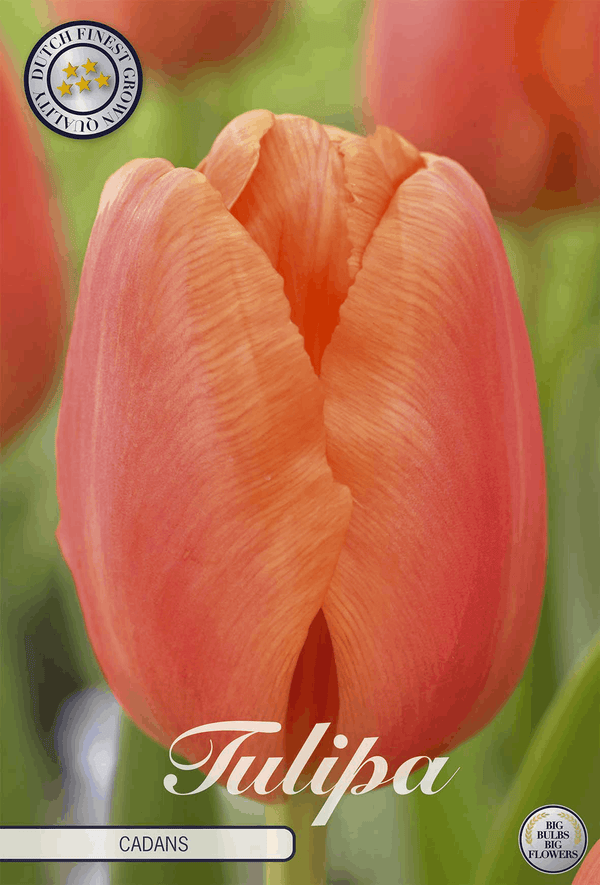 Tulipa Cadans