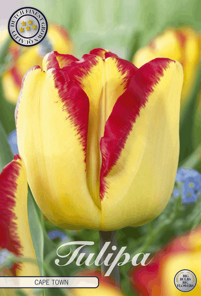 Tulipa Cape Town