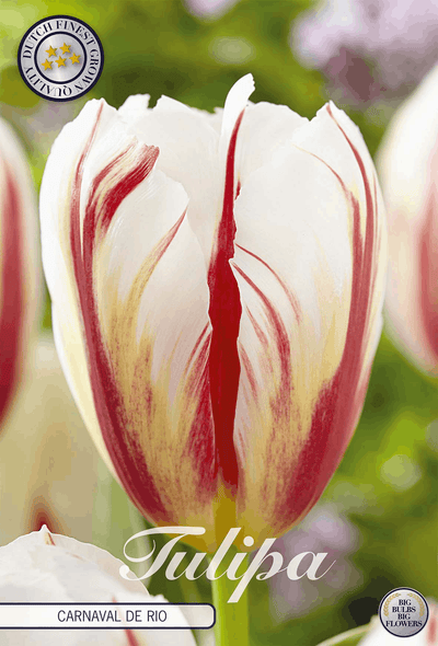 Tulipa Carnaval de Rio