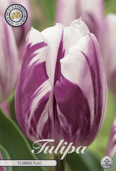 Tulipa Flaming Flag