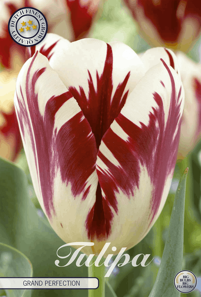 Tulipa Grand Perfection