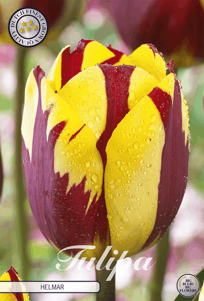 Tulipa Helmar