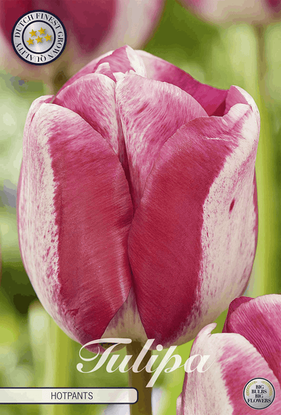 Tulipa Hotpants