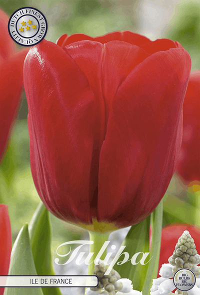 Tulipa Ile de France