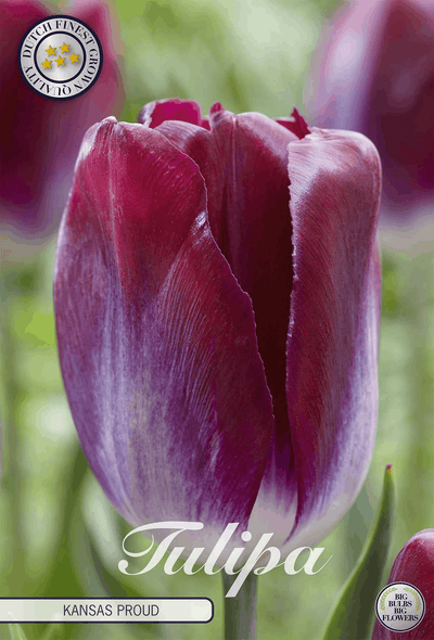 Tulipa Kansas Proud