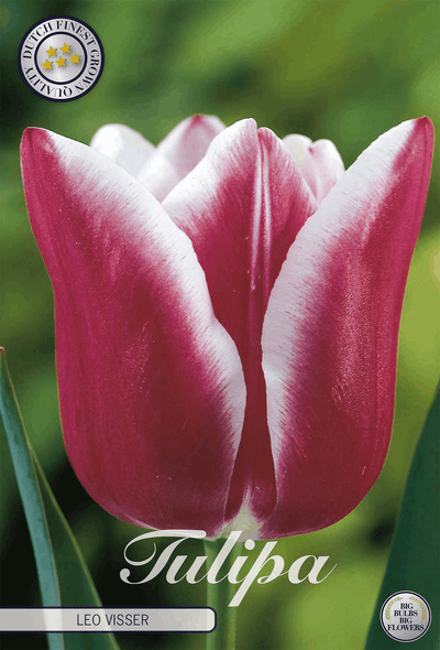 Tulipa Leo Visser