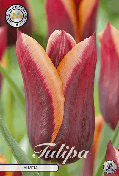 Tulipa Muvota