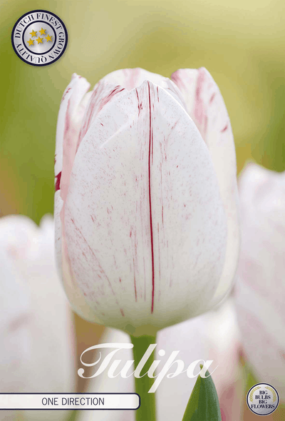 Tulipa One Direction