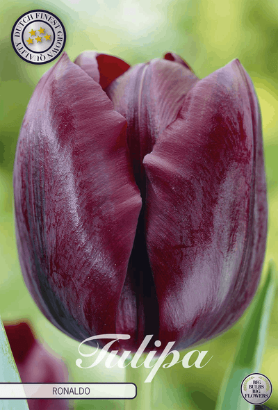 Tulipa Ronaldo