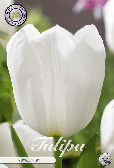 Tulipa Royal Virgin