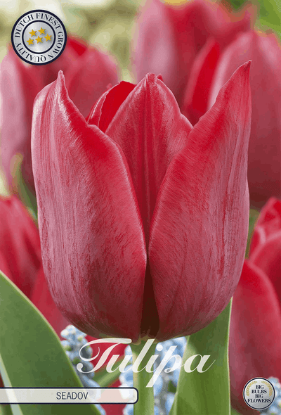 Tulipa Seadov