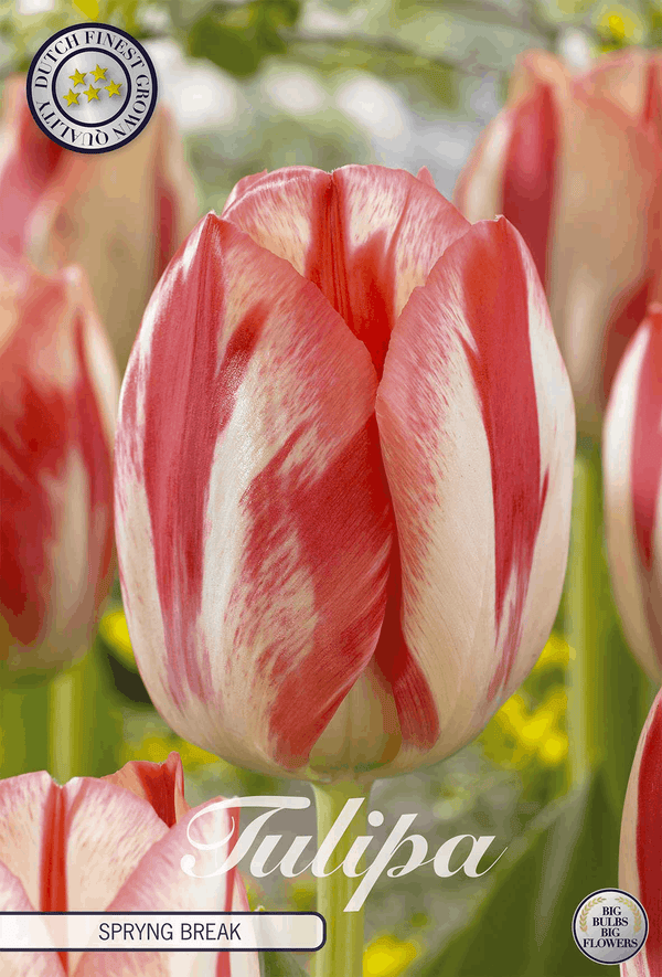 Tulipa Spryng Break