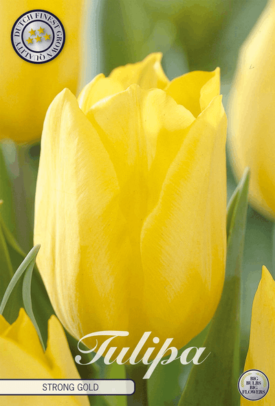 Tulipa Strong Gold