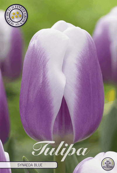 Tulipa Synaeda Blue