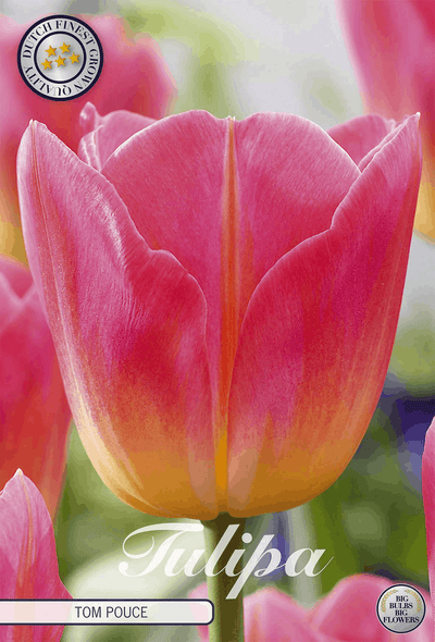 Tulipa Tom Pouce