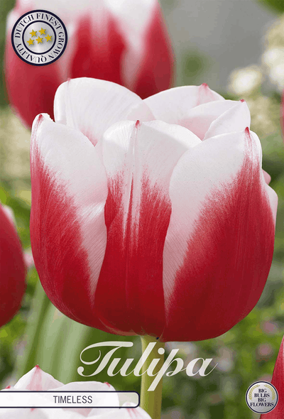 Tulipa Timeless