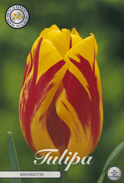 Tulipa Washington