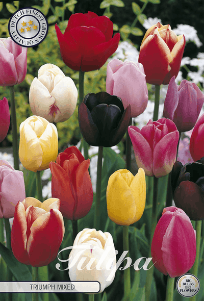 Tulipa Triumph Mixed